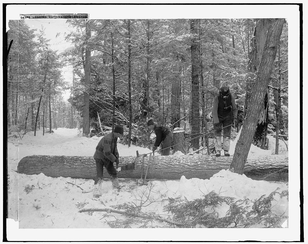 Lumberjacks cutting logs into lengths with a cross-cut saw.